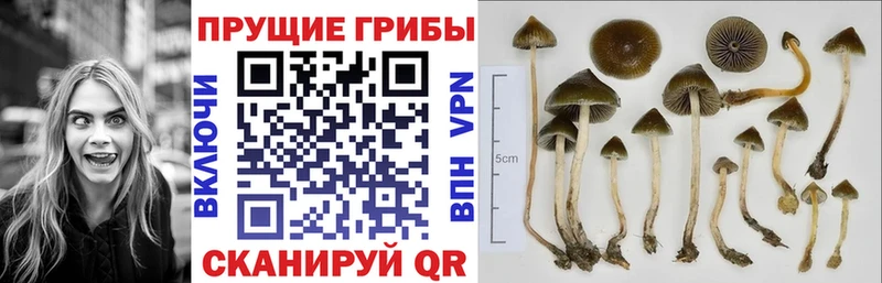 Псилоцибиновые грибы Psilocybine cubensis  Купить закладки  Горбатов 